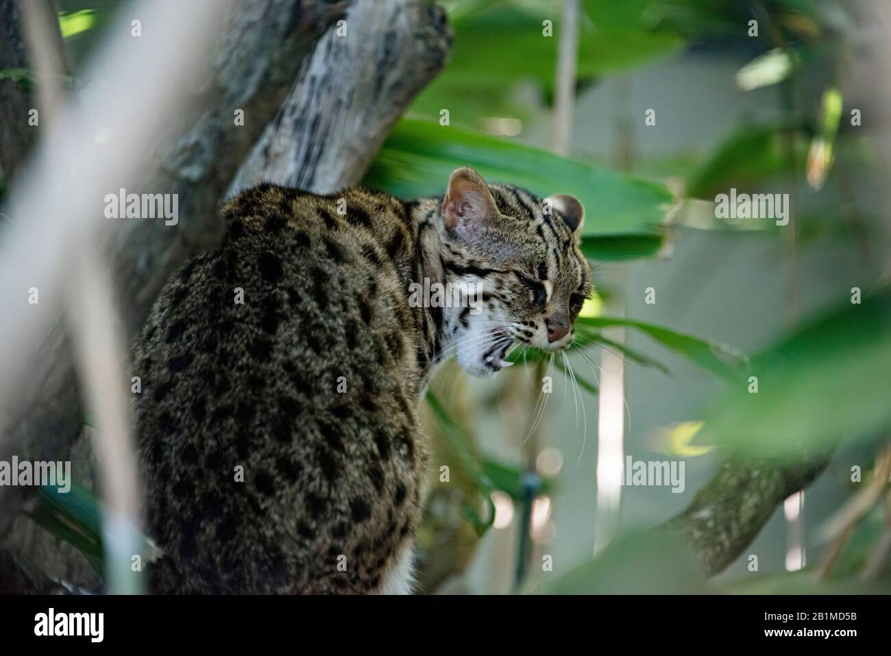 Großbritannien, Welwyn - Oktober 2017: Leopardenkatze in Gefangenschaft Stockfoto