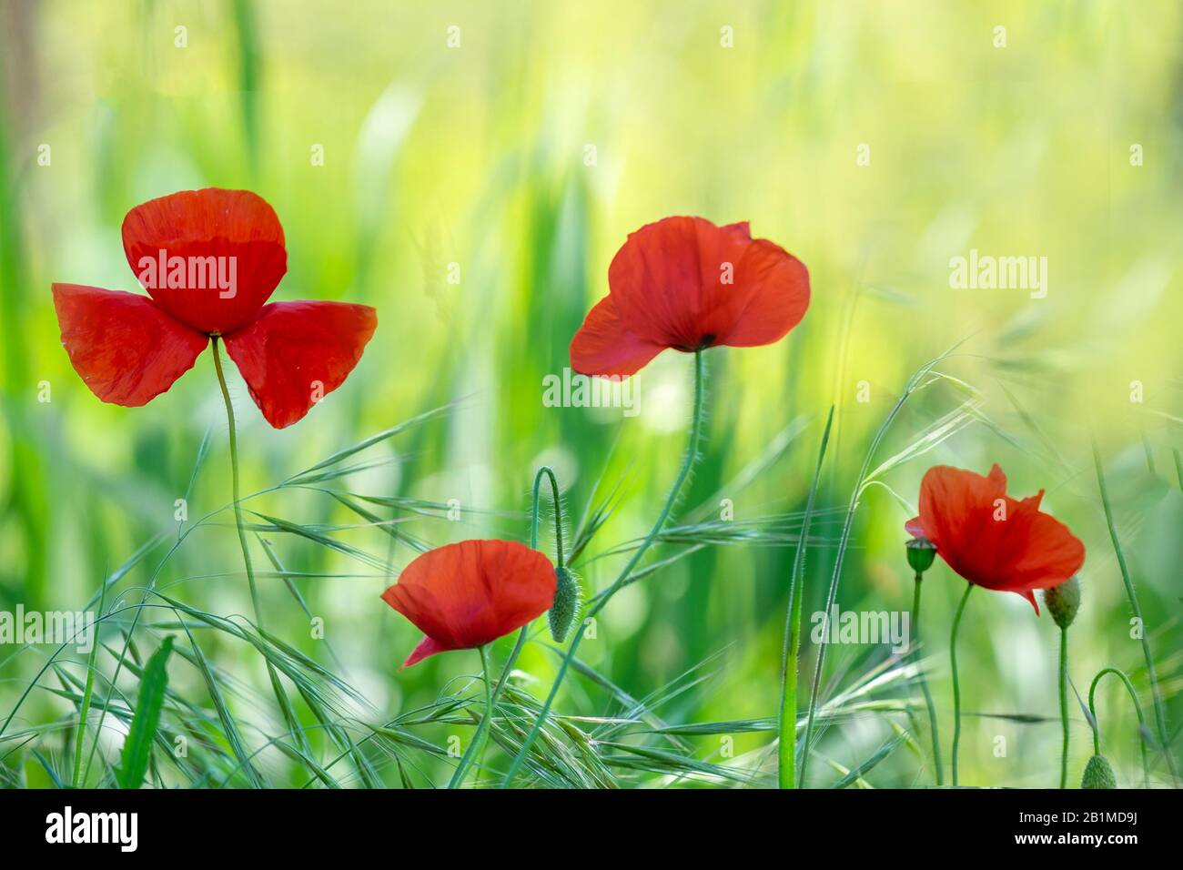 Die Felder der Provence. Mohnblumen und Lavendel. Stockfoto