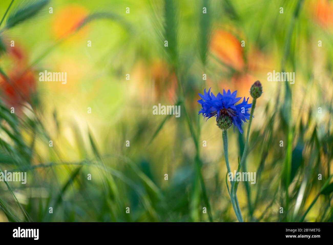 Die Felder der Provence. Mohnblumen und Lavendel. Stockfoto
