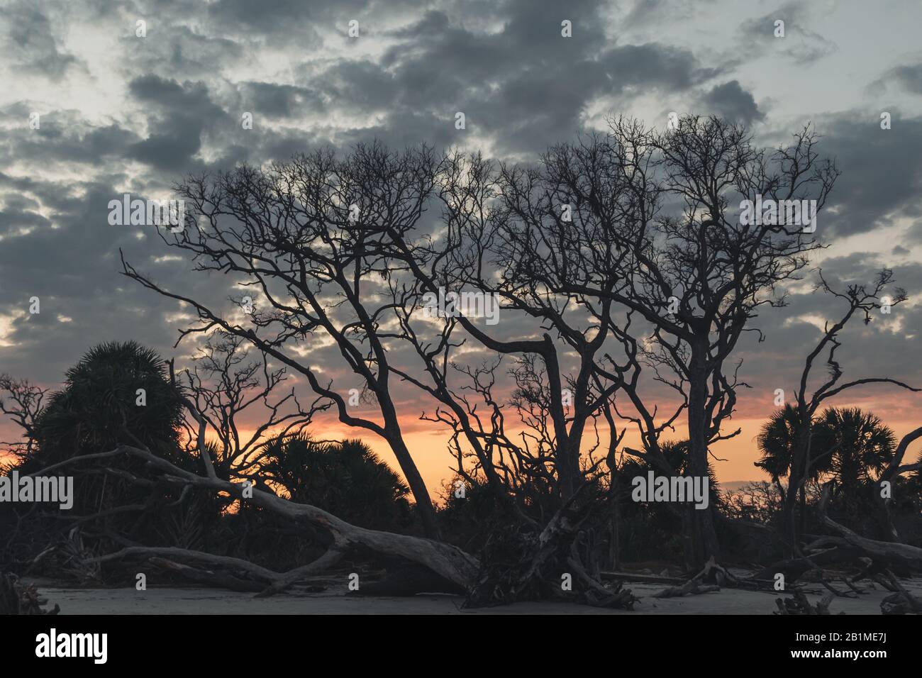 Silhouette toter Bäume mit dramatischem bewölktem Sonnenuntergang am Driftwood Beach, Jekyll Island, Georgia. Stockfoto