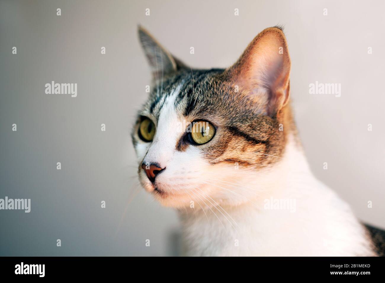 11 Monate weibliche Kätzchen Stockfoto