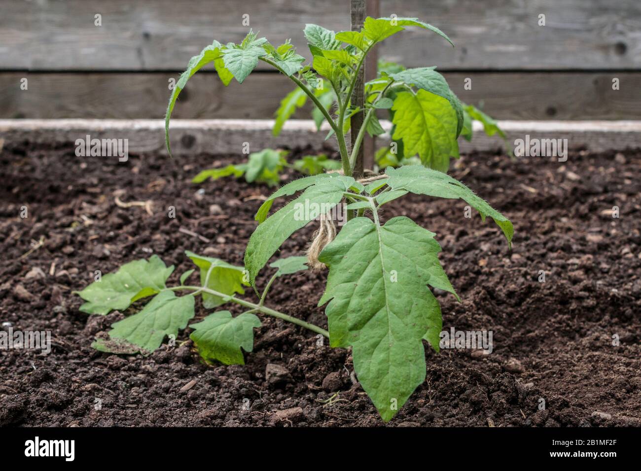 Im späten Frühjahr wächst ein gesunder, vor kurzem im Freien verpflanzter Tomatensädling in einem erhabenen Bett in einem Garten mit Gartennahrung. Stockfoto