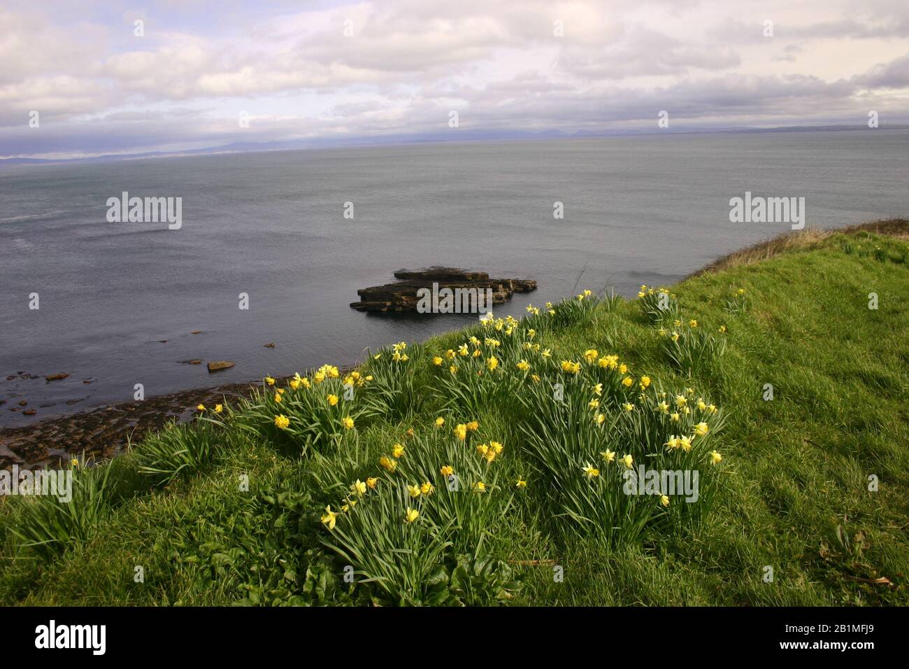 Narzissen, die in der Nähe des Meeres bei Mullaghmore, County Sligo, Irland wachsen Stockfoto