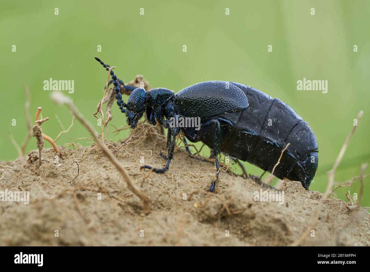 Öl-Käfer-Meloe proscarabaeus in Tschechien Stockfoto