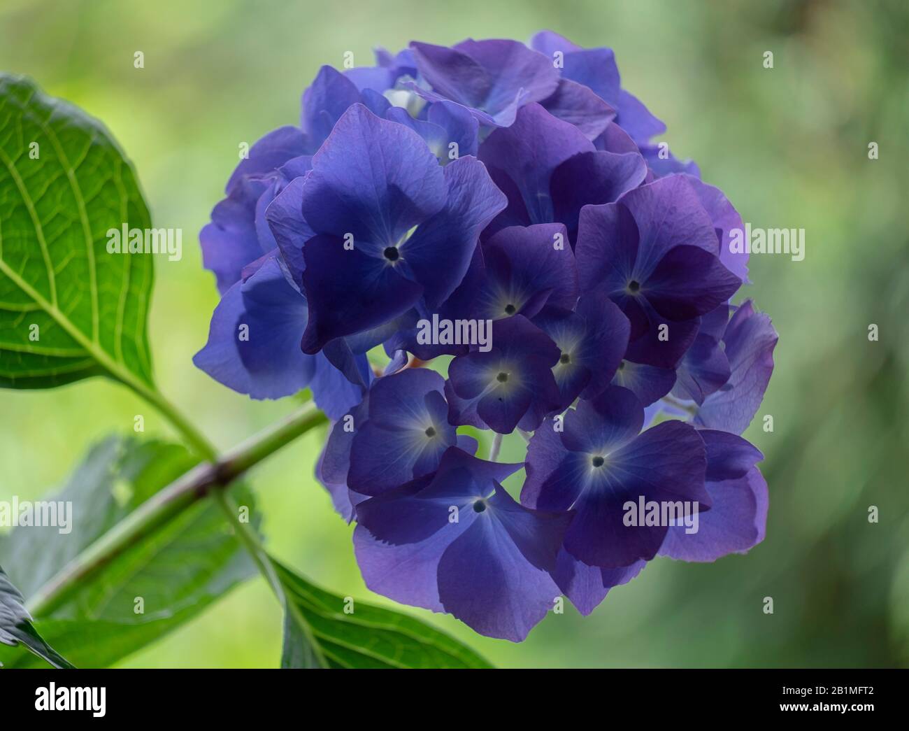 Lila Hydrantenblüte. Gartenhintergrund, Frühling. Stockfoto