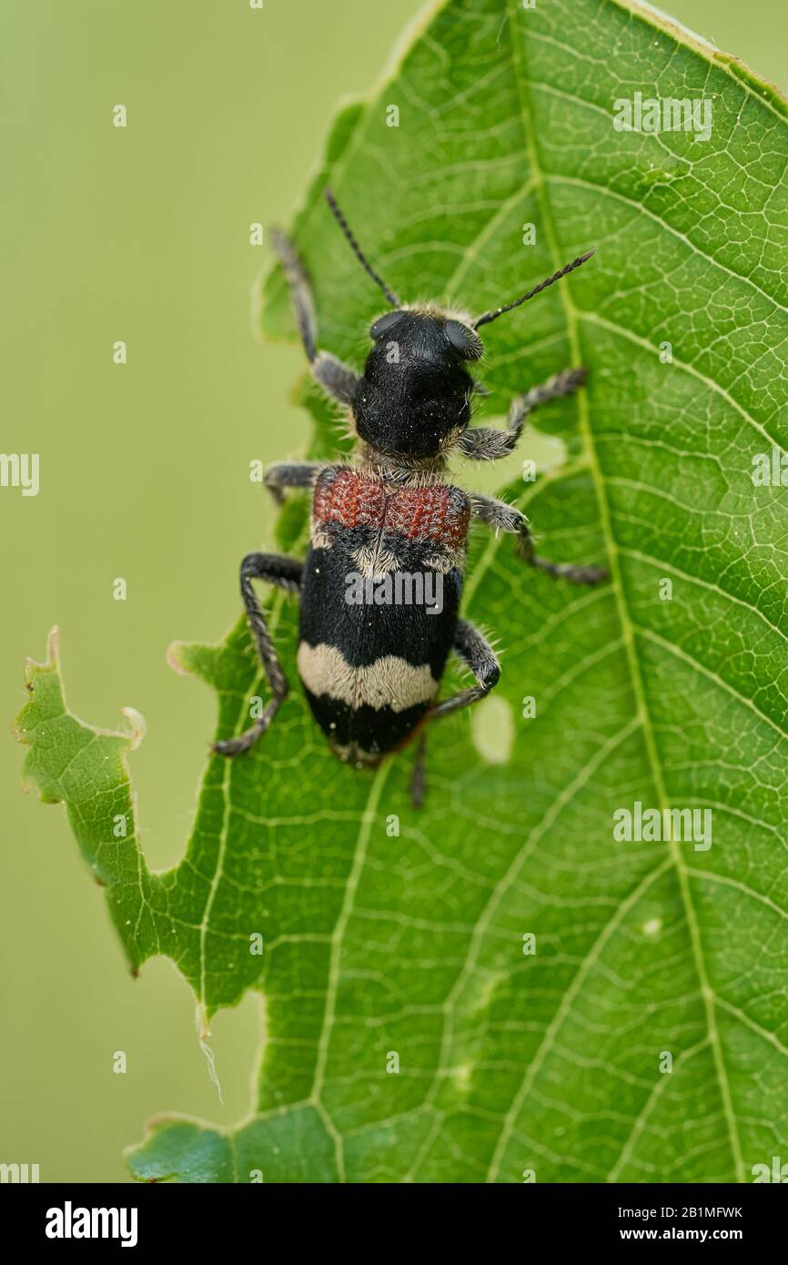 Beetle Clerus mutillius sitzt auf einem Blatt in Tschechien Stockfoto