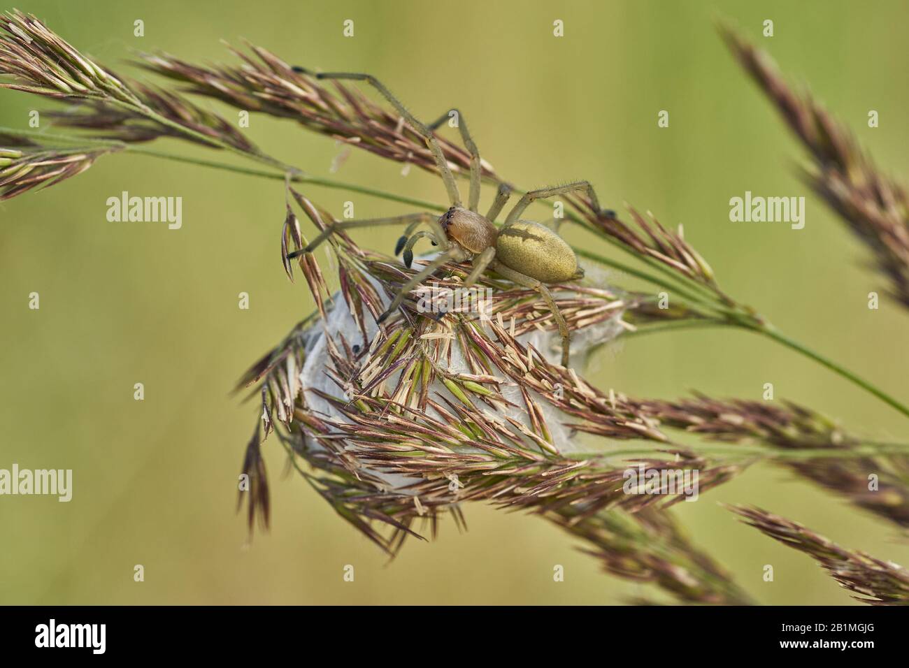 Gelbe Sackspinne Cheiracanthium punctorium mit Nest in Tschechien Stockfoto