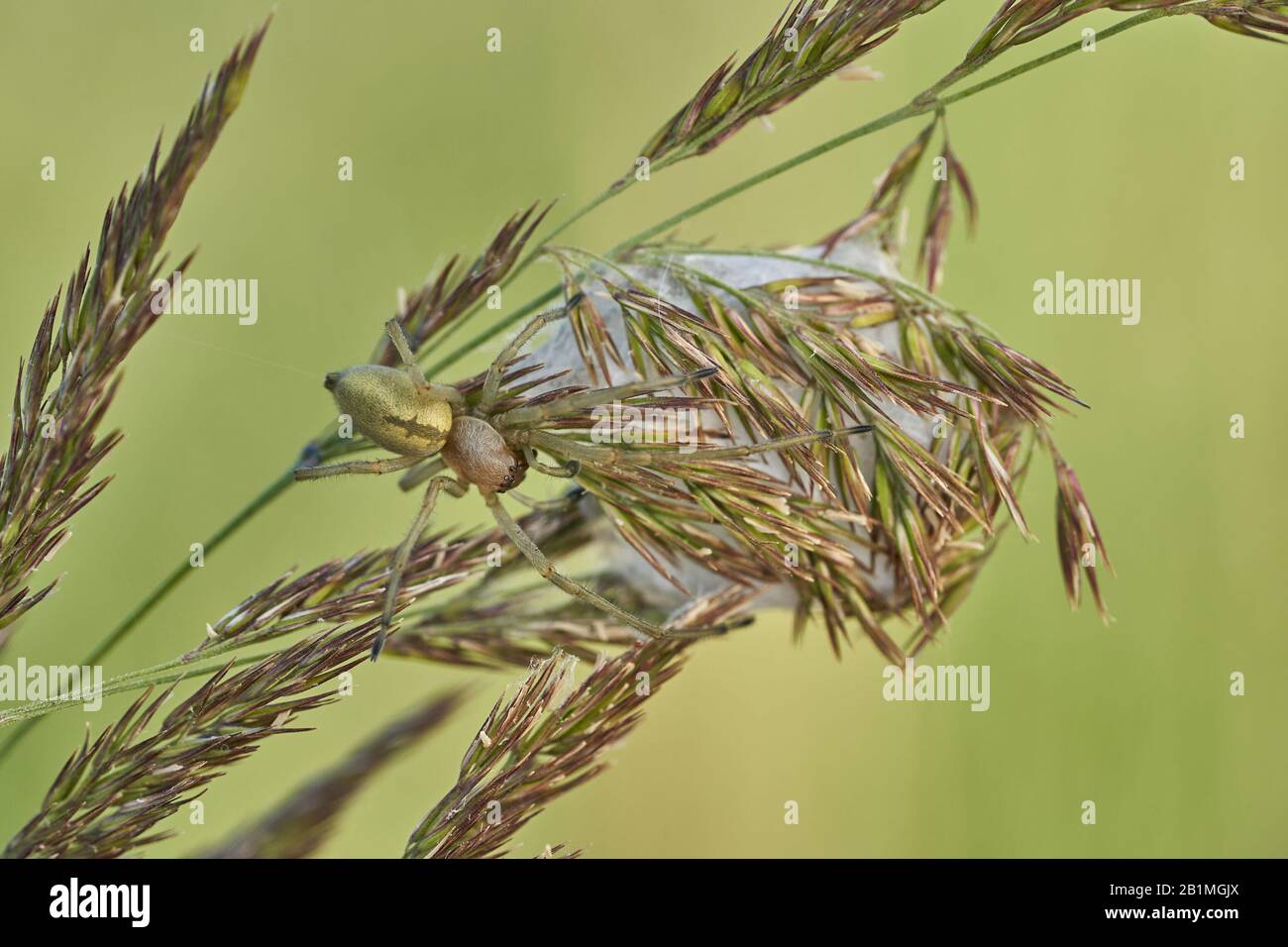 Gelbe Sackspinne Cheiracanthium punctorium mit Nest in Tschechien Stockfoto