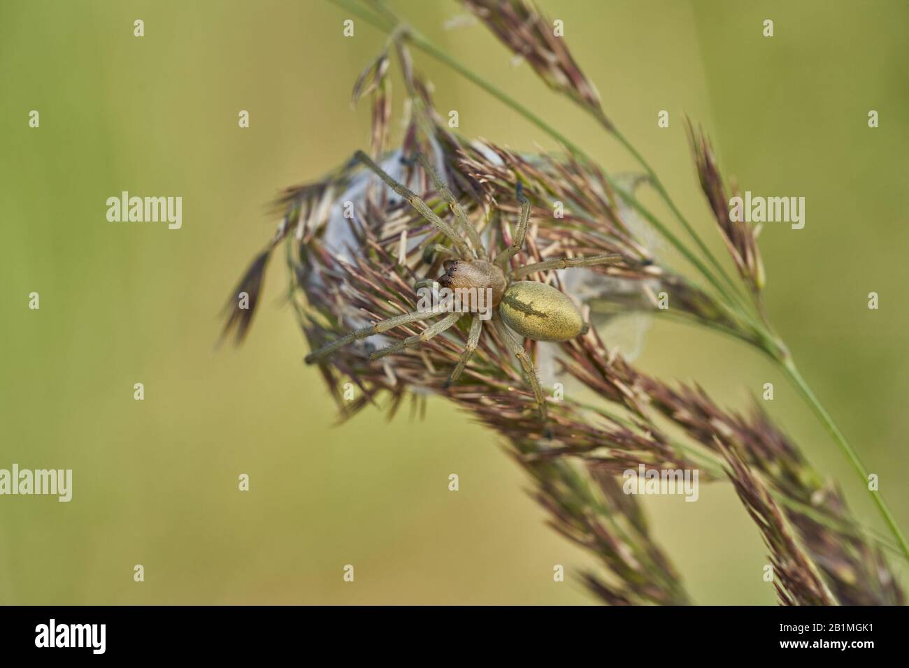 Gelbe Sackspinne Cheiracanthium punctorium mit Nest in Tschechien Stockfoto