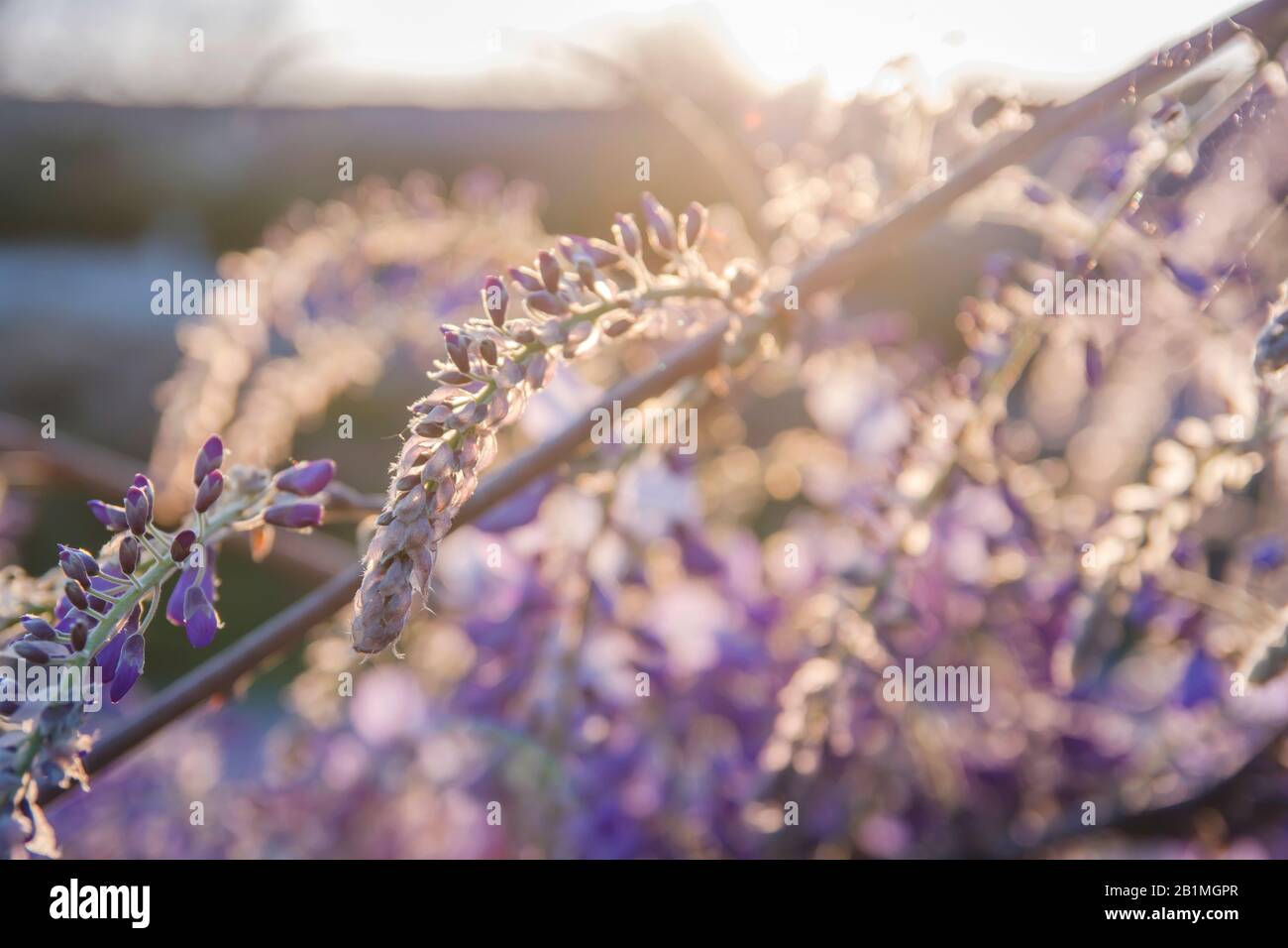 Wisteria lila Blumen blühen im Frühling Stockfoto