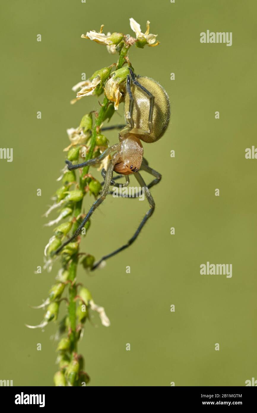 Gelbe Sackspinne Cheiracanthium punctorium in Tschechien Stockfoto