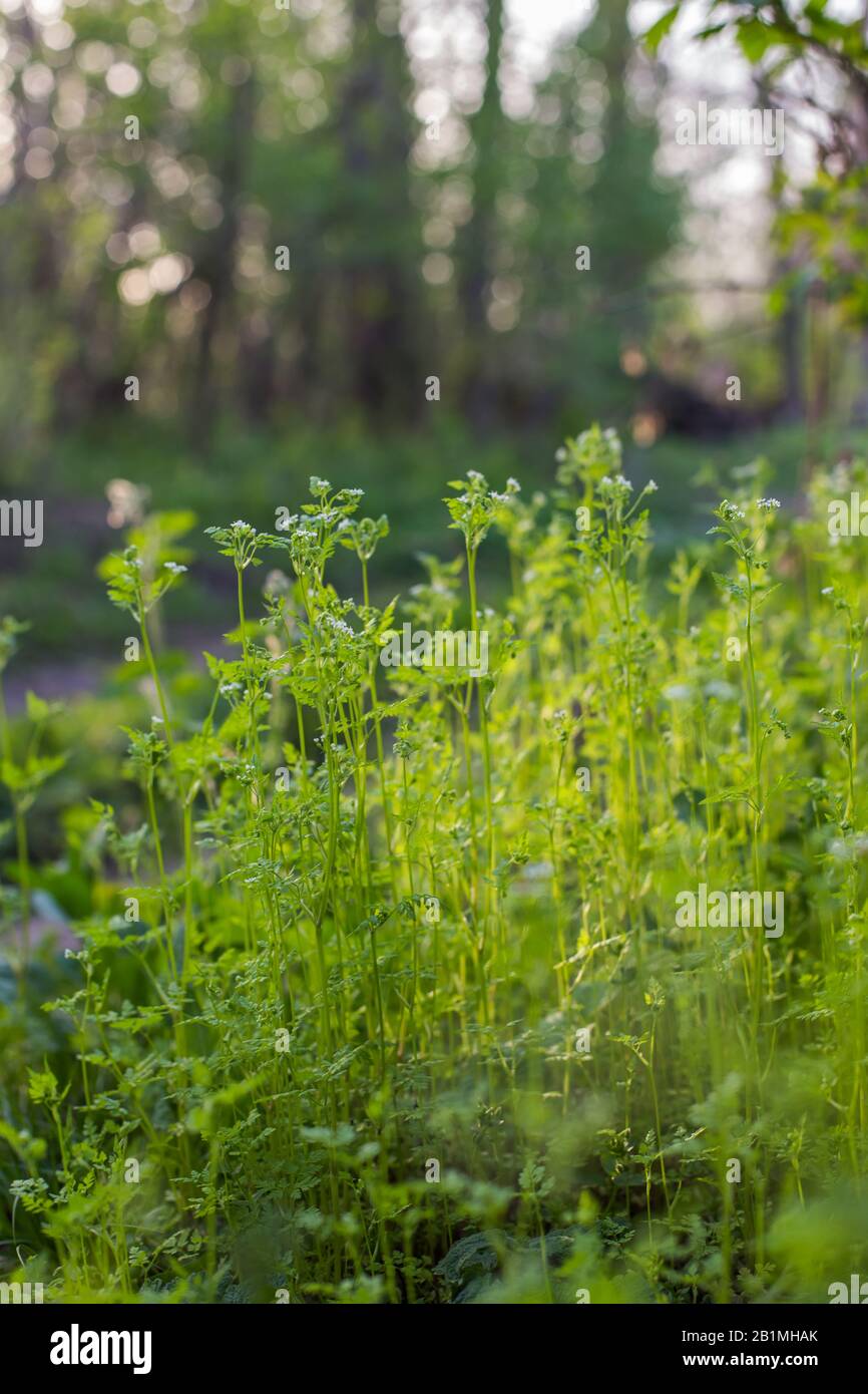 Kermil, Anthriscus cerefolium, französische Petersilie oder Gartenschrecke blühen. Weiße kleine Blumen auf hohem grünen Stamm auf der Wiese vor dem Hintergrund des Vordergrundes Stockfoto