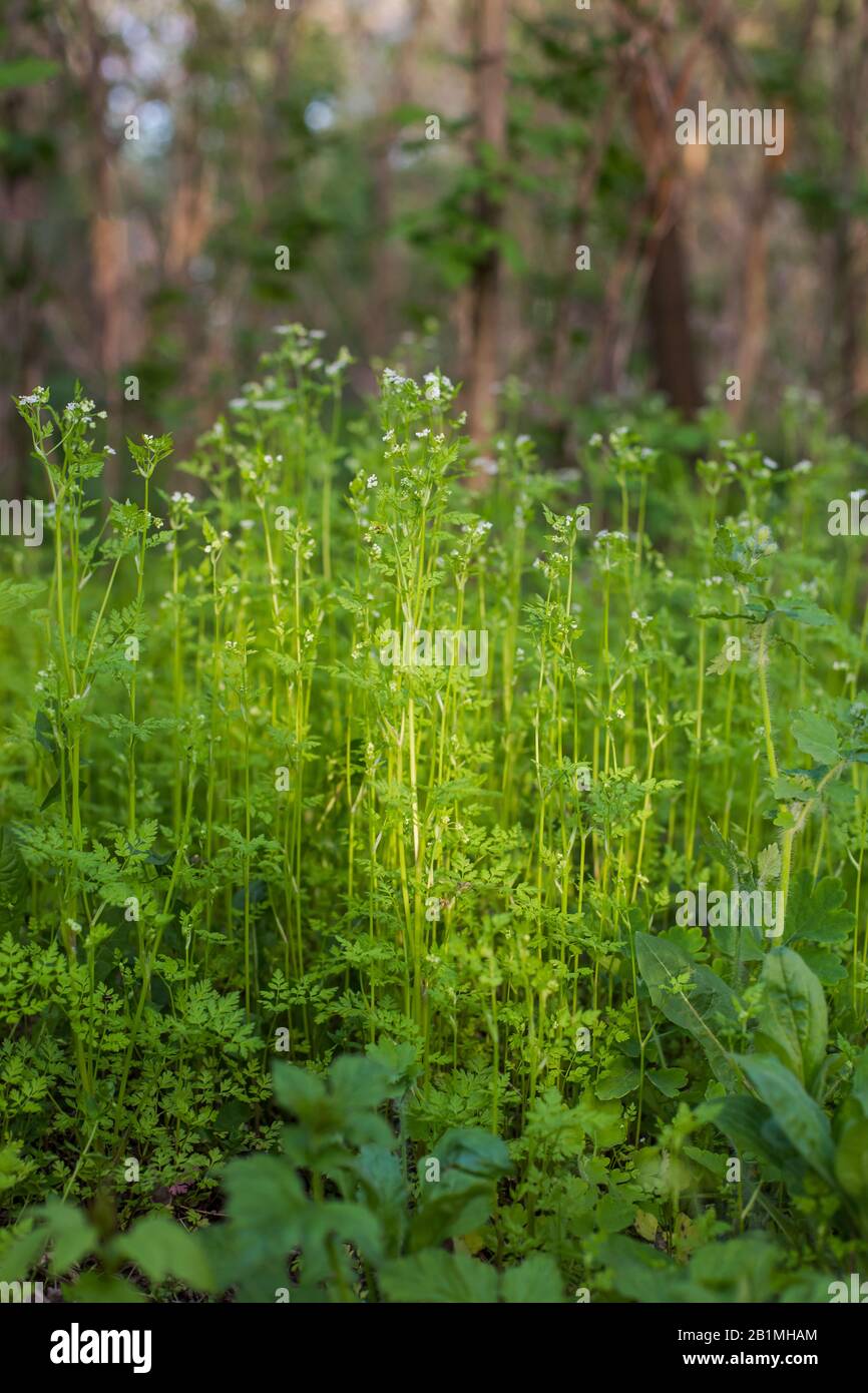 Kermil, Anthriscus cerefolium, französische Petersilie oder Gartenschrecke blühen. Weiße kleine Blumen auf hohem grünen Stamm auf der Wiese vor dem Hintergrund des Vordergrundes Stockfoto
