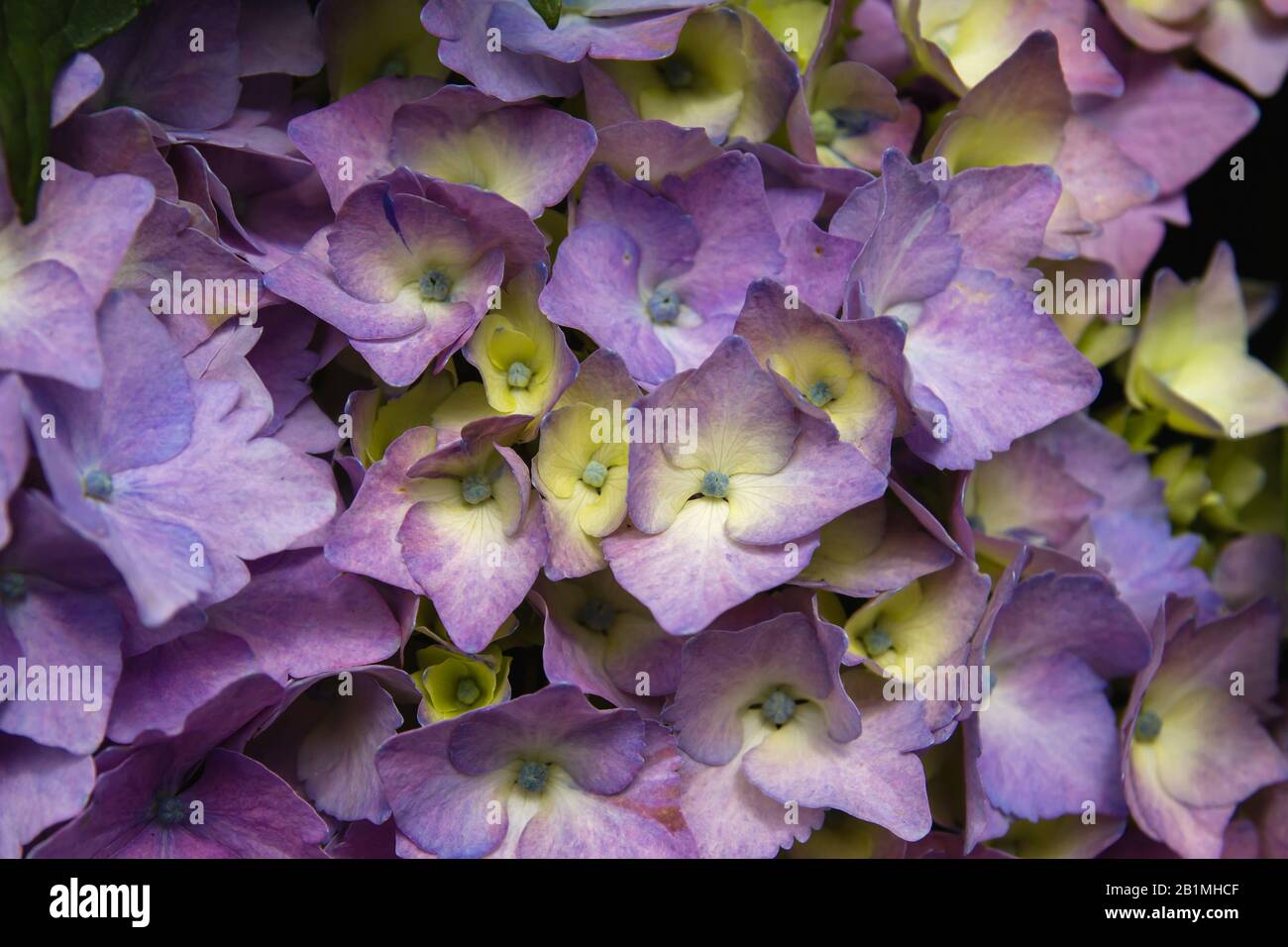 Hydrangea blüht im Frühjahr Stockfoto