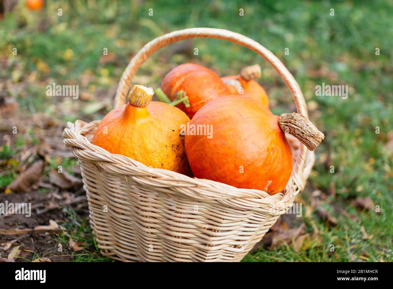 Korb voll mit rotem kuri Squash. Stockfoto