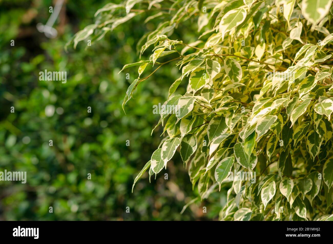 Ficus benjamina "Dämmerung", weinende Feige, benjamin Fig, Fikusbaum im Sonnenschein mit Platz für Text. Stockfoto