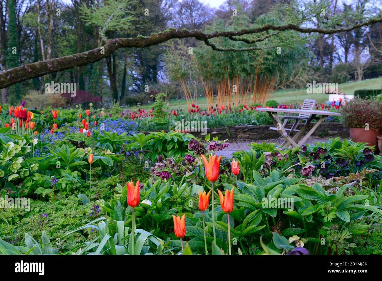 Dawn Light, June Blakes Garden, Wicklow, Tulpenanzeige, Tulpen, tulipa, Tulpe Ballerina, Tulpenrot Glanz, Tulpenblumenmacht, Tulpe dauerhafte Liebe, Tulpe Paul sc Stockfoto