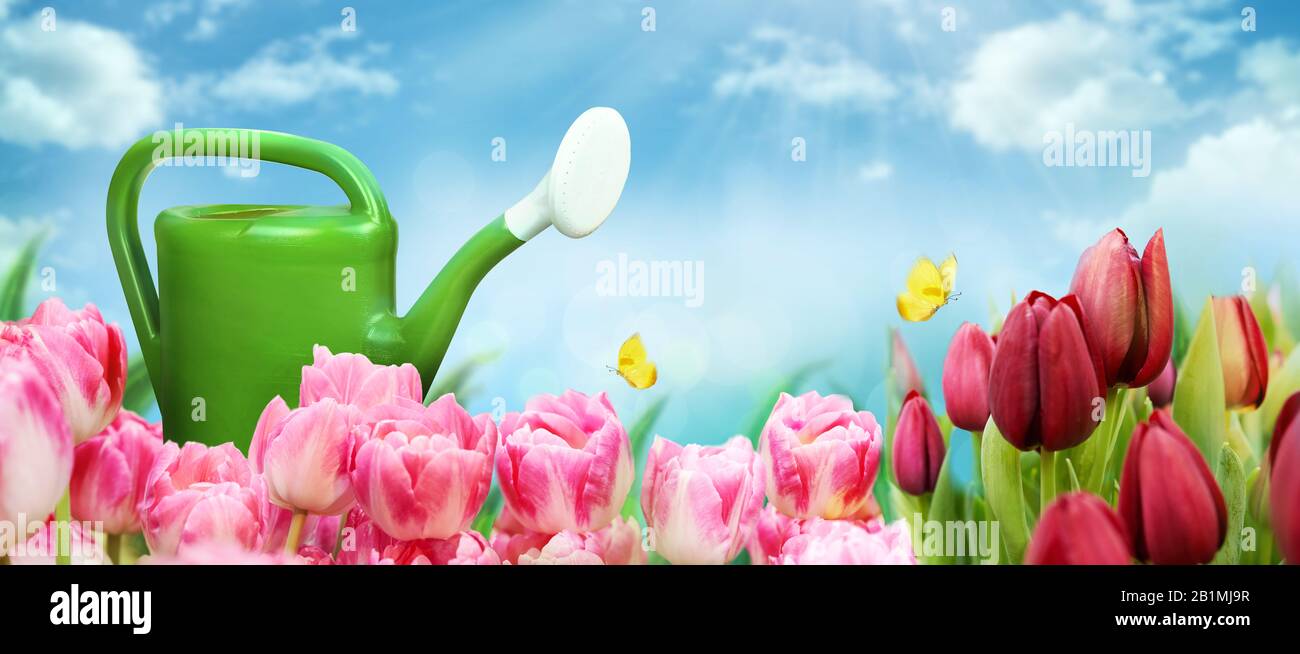 Schöner Gartenhintergrund mit Tulpen, Gießkanne, blauem Himmel und gelbem Schmetterling. Rosafarbene und rote Tulpenblumen auf Frühlingssgrund Stockfoto
