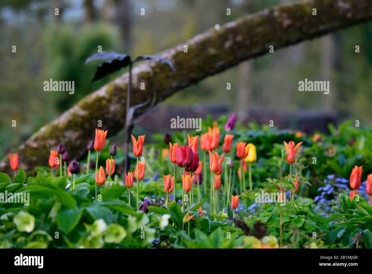 Tulpenanzeige, Tulpen, tulpe, Tulpe Ballerina, Tulpe roten Glanz, Tulpe Blume Macht, Tulpe anhaltende Liebe, Gärten, Frühling, RM Floral Stockfoto