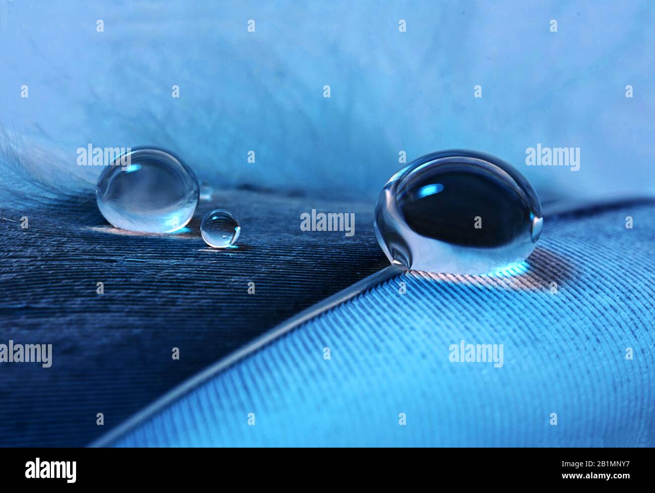 Wassertropfen auf Feder in klassisch-blau Stockfoto