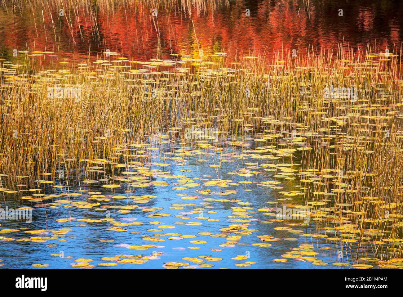 Herbstfarbe spiegelt sich in den Biberteichen in Acadia National Park in Maine Stockfoto