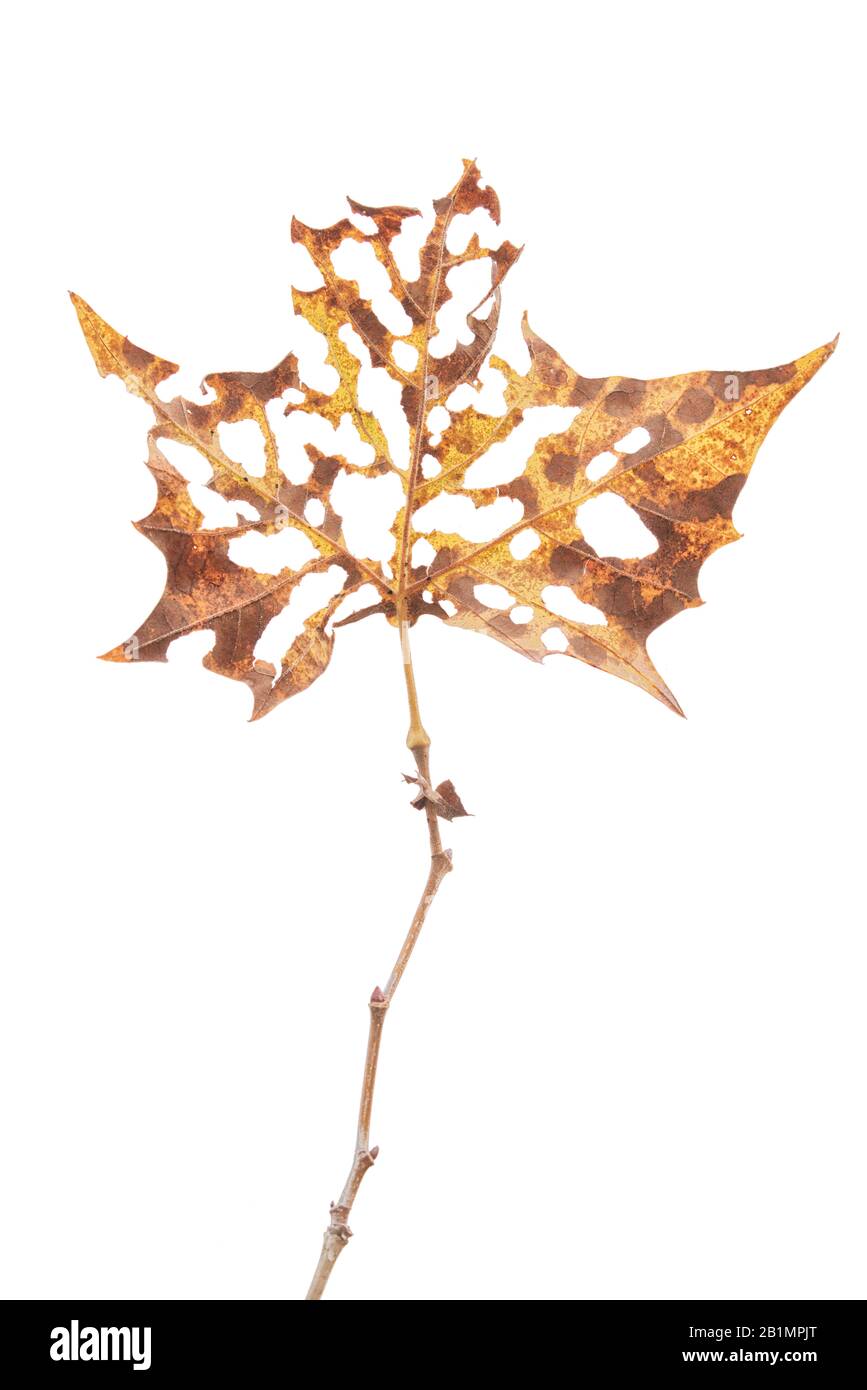 Einzelnes Herbstblatt auf weißem Grund Stockfoto