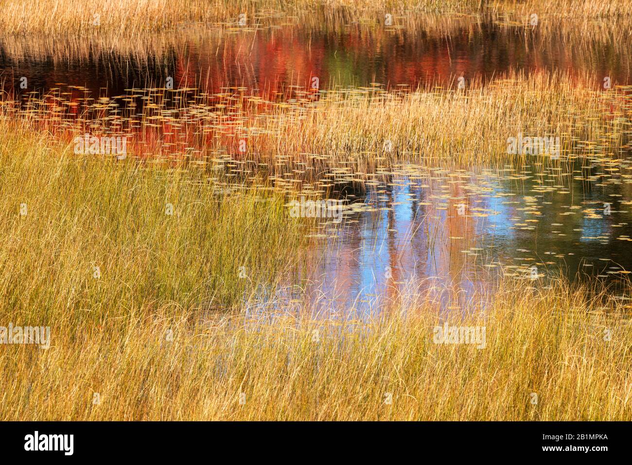 Herbstfarbe spiegelt sich in den Biberteichen in Acadia National Park in Maine Stockfoto