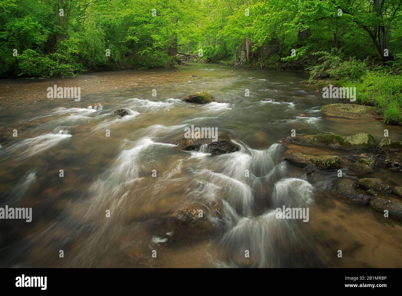 Frühjahrserneuerung am Middle Patuxent River Stockfoto