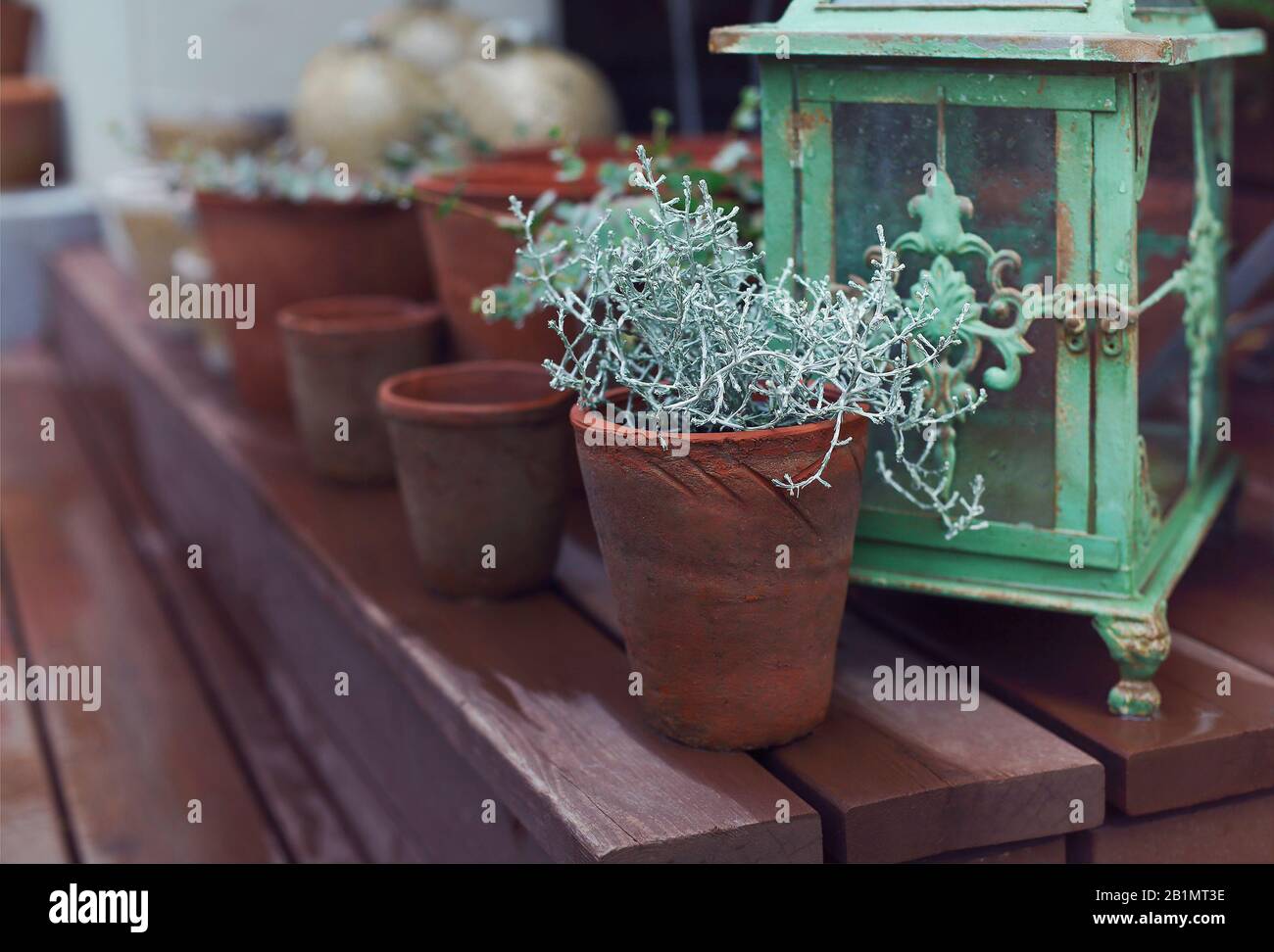 Schöne grüne Pflanze mit dünnen Stielen in Lehmblütenkanne neben anderen Töpfen und alter schäbiger Laterne auf braunen Holztreppen im Garten an sonnigen Tagen Stockfoto