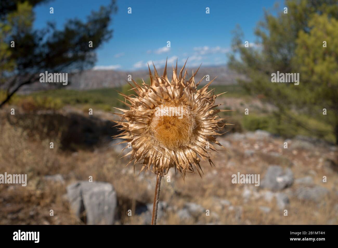 Blühende Distel im Sommer mit ausgetrockneten, sonnenverbrannten Blättern. Lizenzfreies Foto. Stockfoto