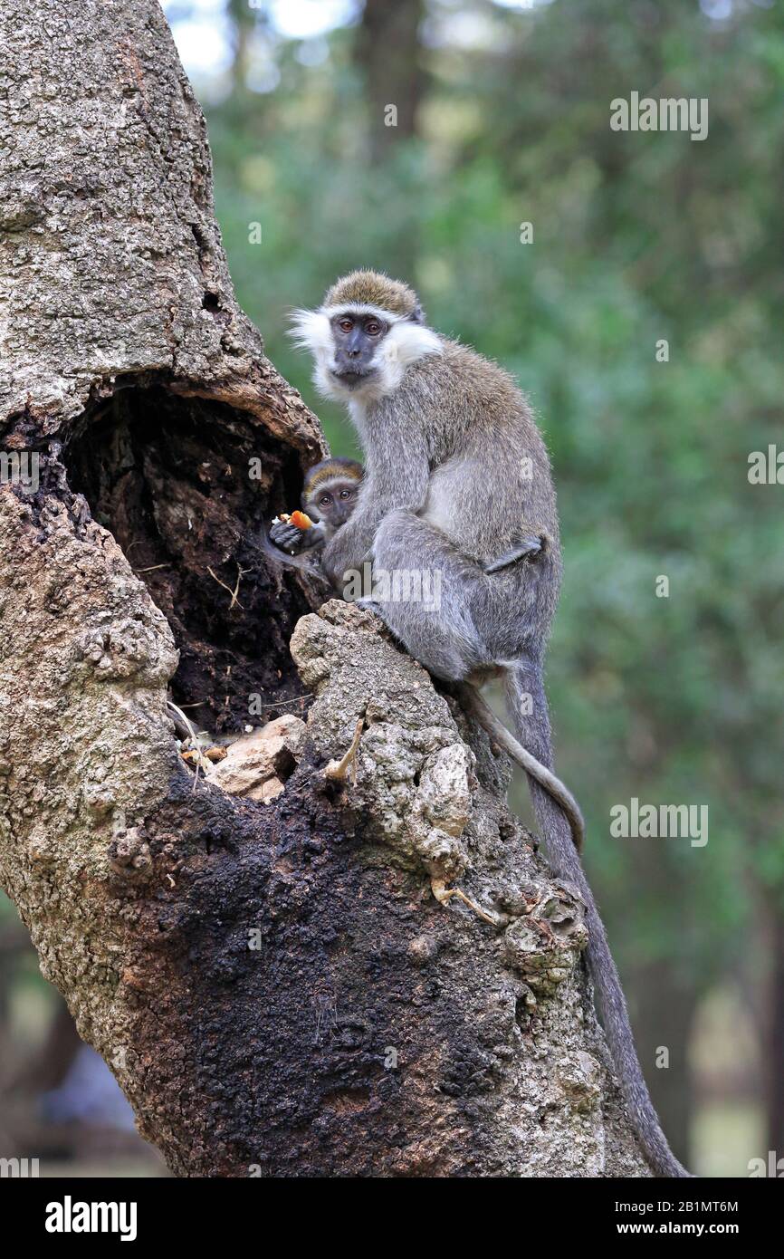 Grievet Monkey in Äthiopien Stockfoto