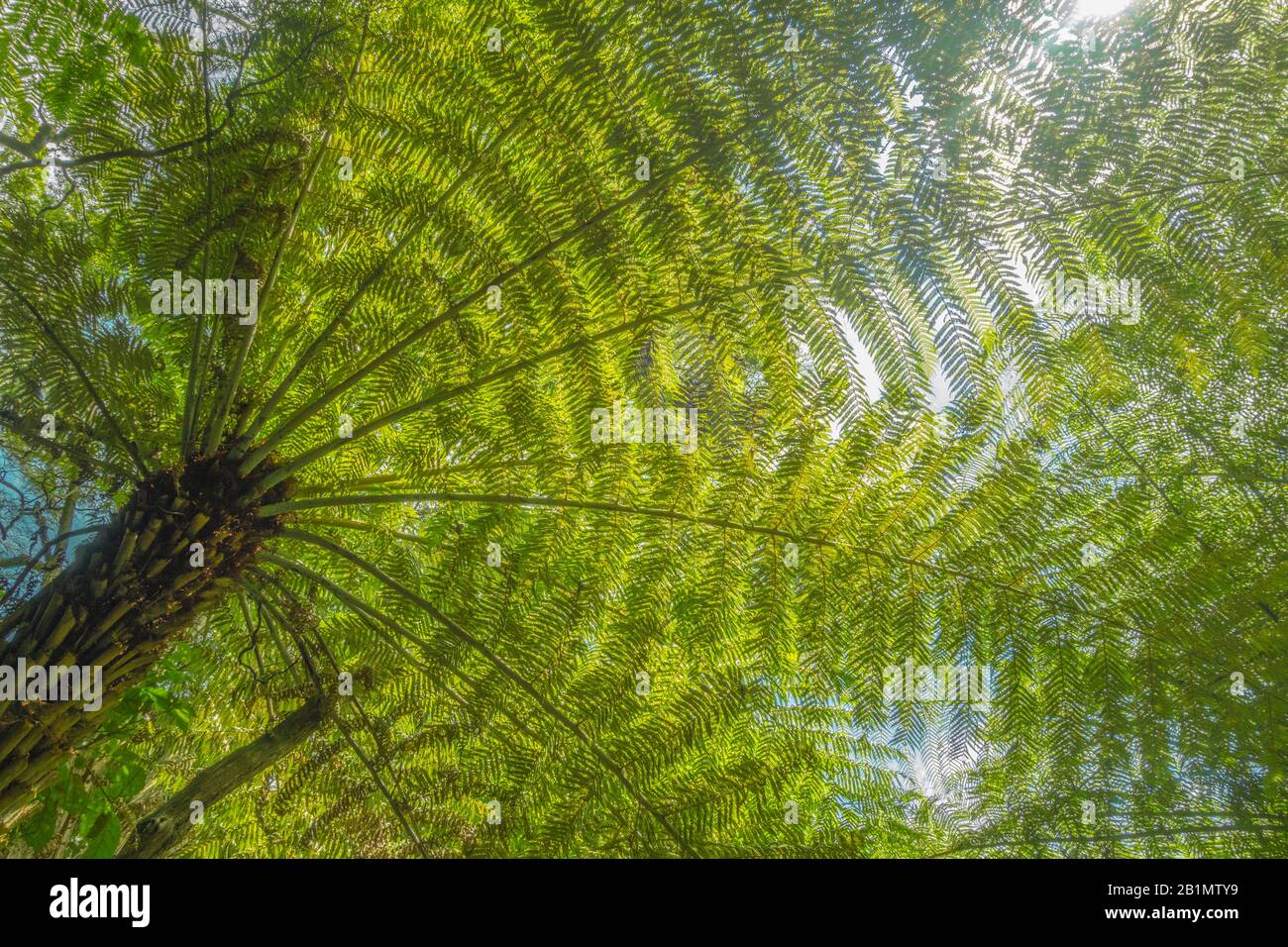 Die Sonne, die durch den Riesenfarn scheint, lässt Schatten in Neuseeland werfen. Lizenzfreies Foto. Stockfoto