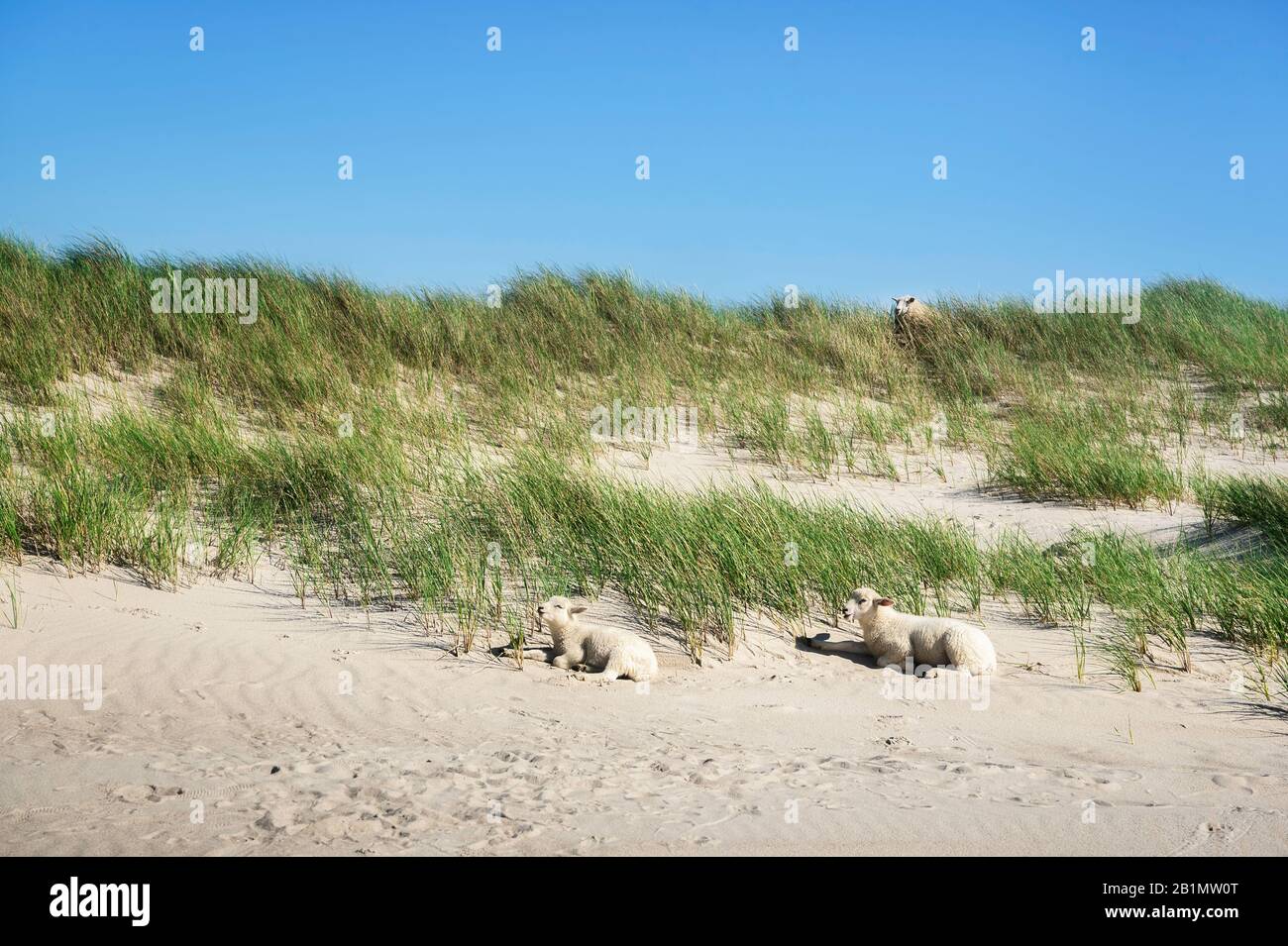 Friesische Strandlandschaft mit Sand- und Marramgras und zwei Lämmern, im Sonnenlicht, auf der Sylter Insel, Deutschland. Weiße Schafe auf grasbewachsenen Dünen. Naturreservat. Stockfoto