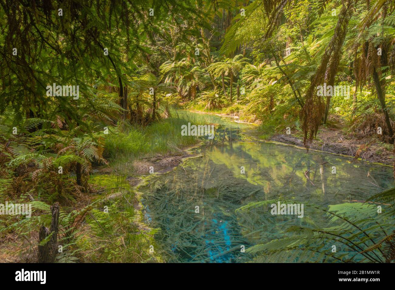 Bunter schwefelhaltiger See im Whakarewarewa Forest, Neuseeland. Mystisches, Magisches Versteck. Lizenzfreies Foto. Stockfoto