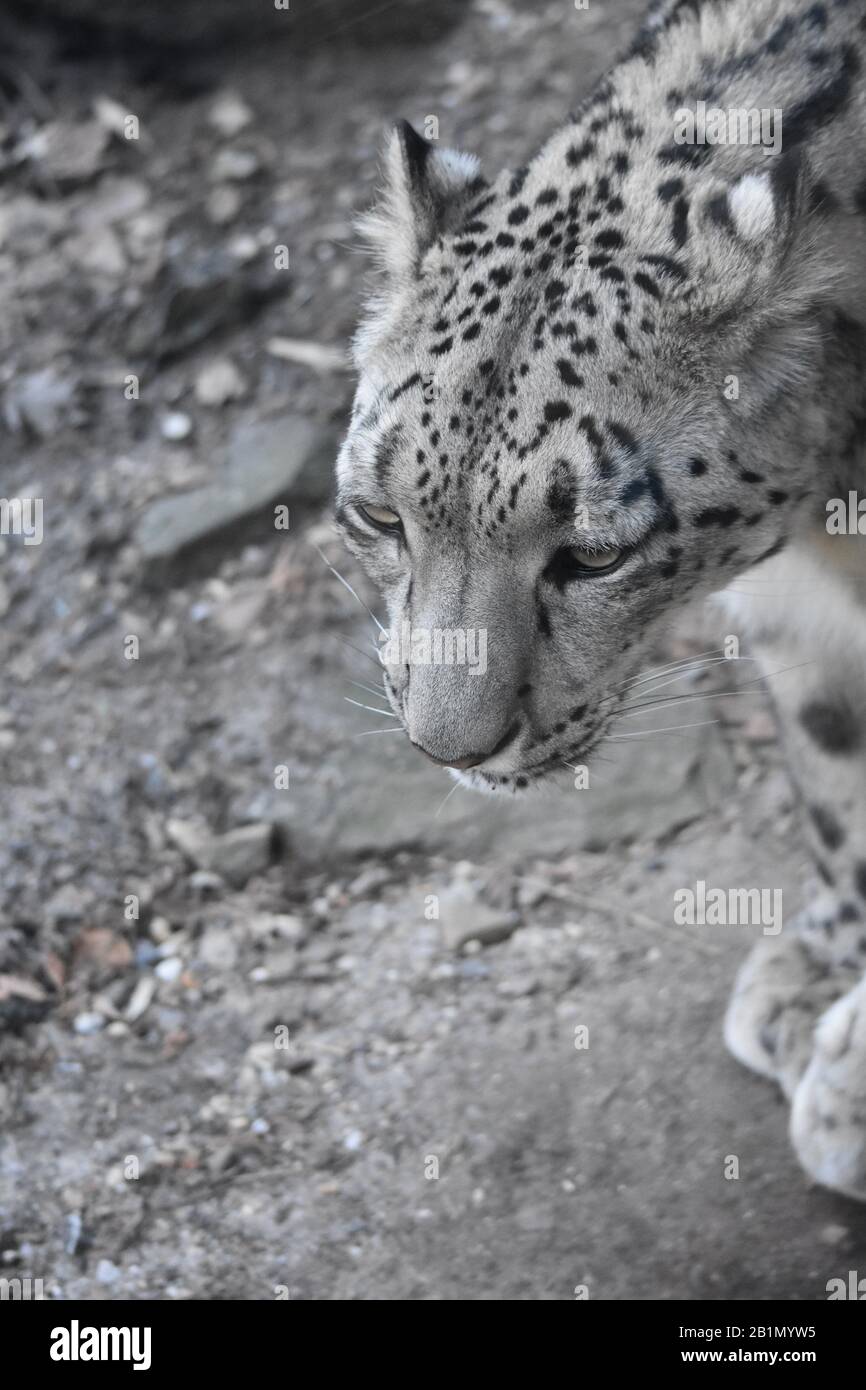 Schneeleopard, Central Park Zoo Stockfoto