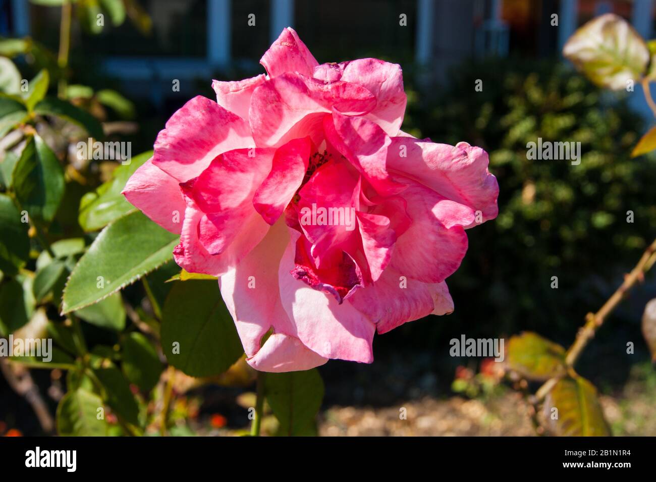 Einsame Rosa Rose in einem Sommergarten im Freien Stockfoto