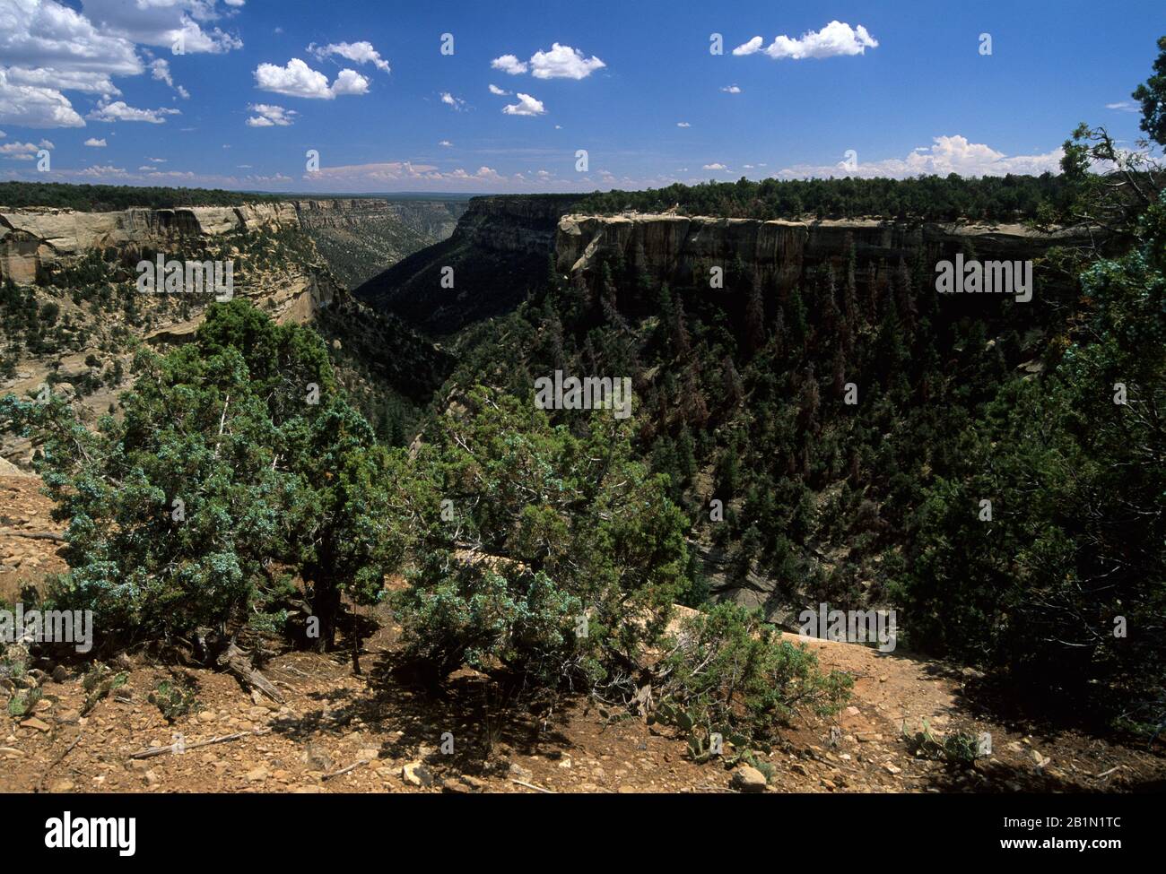 Cliff Canyon, Mesa Verde National Park, Colorado Stockfoto