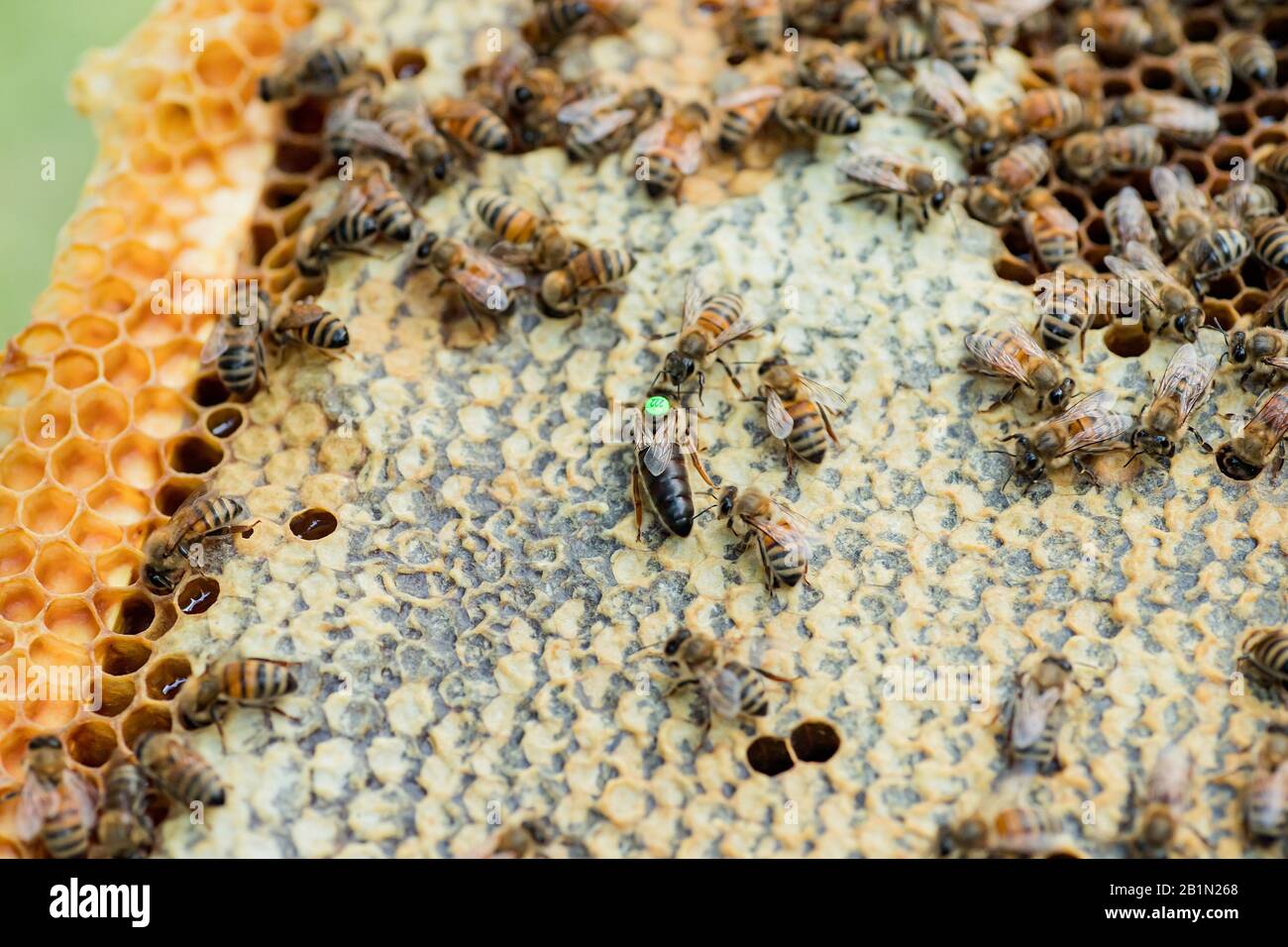 Ausgewählte Züchterkönigin mit grüner Markierung auf der Rückseite auf dem Rahmen mit Krankenschwester Biene. Königin Begleiter Stockfoto