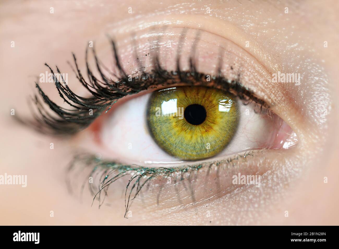 Nahaufnahme Der Weiblichen Augen Makro Perfektes Make Up Und Augenbrauen Schone Grune Augen Stockfotografie Alamy
