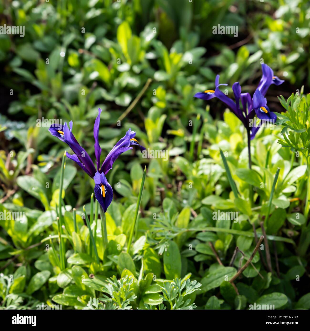 Iris reticulata früh blühende Zwergiris Stockfoto