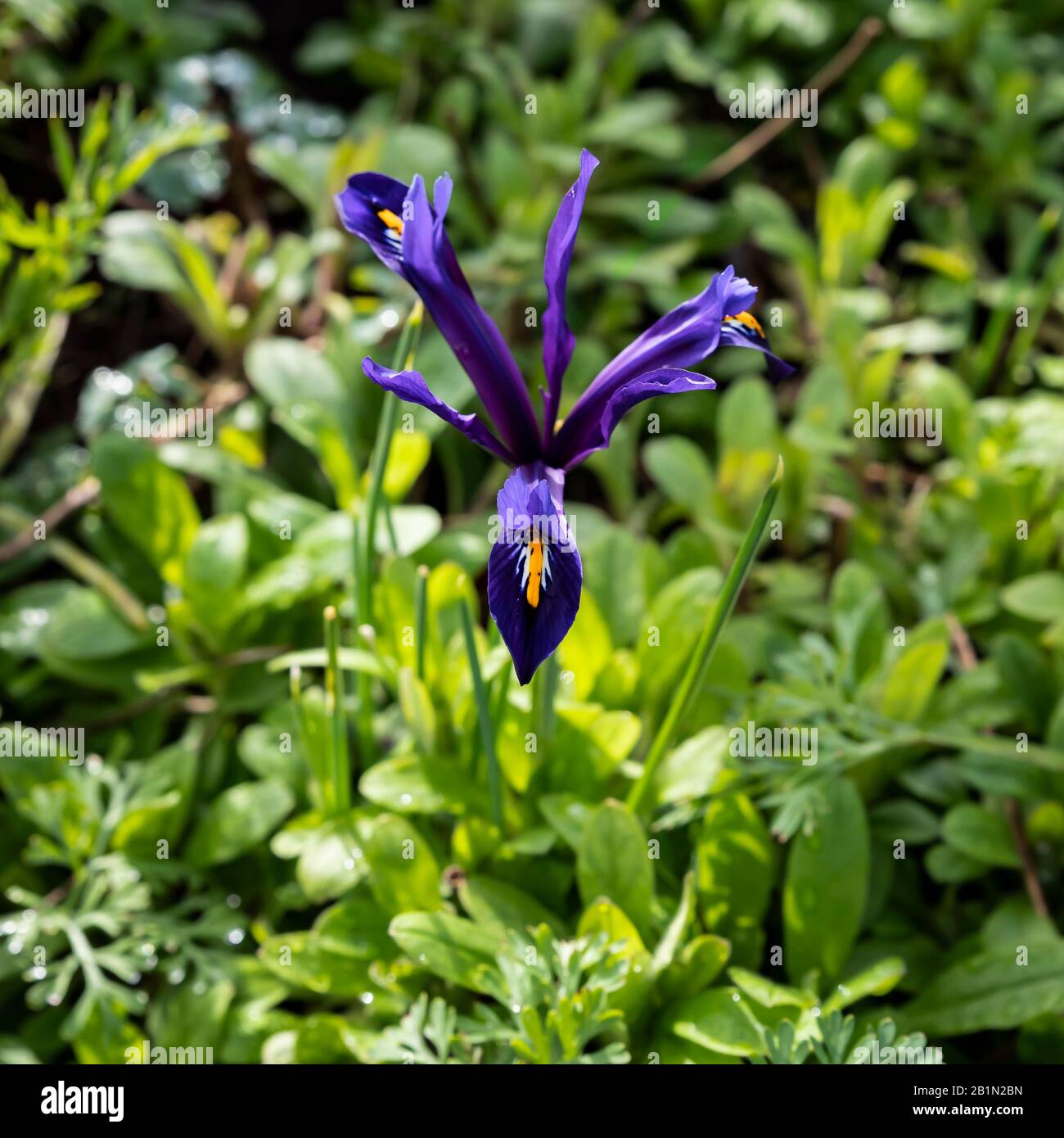 Iris reticulata früh blühende Zwergiris Stockfoto