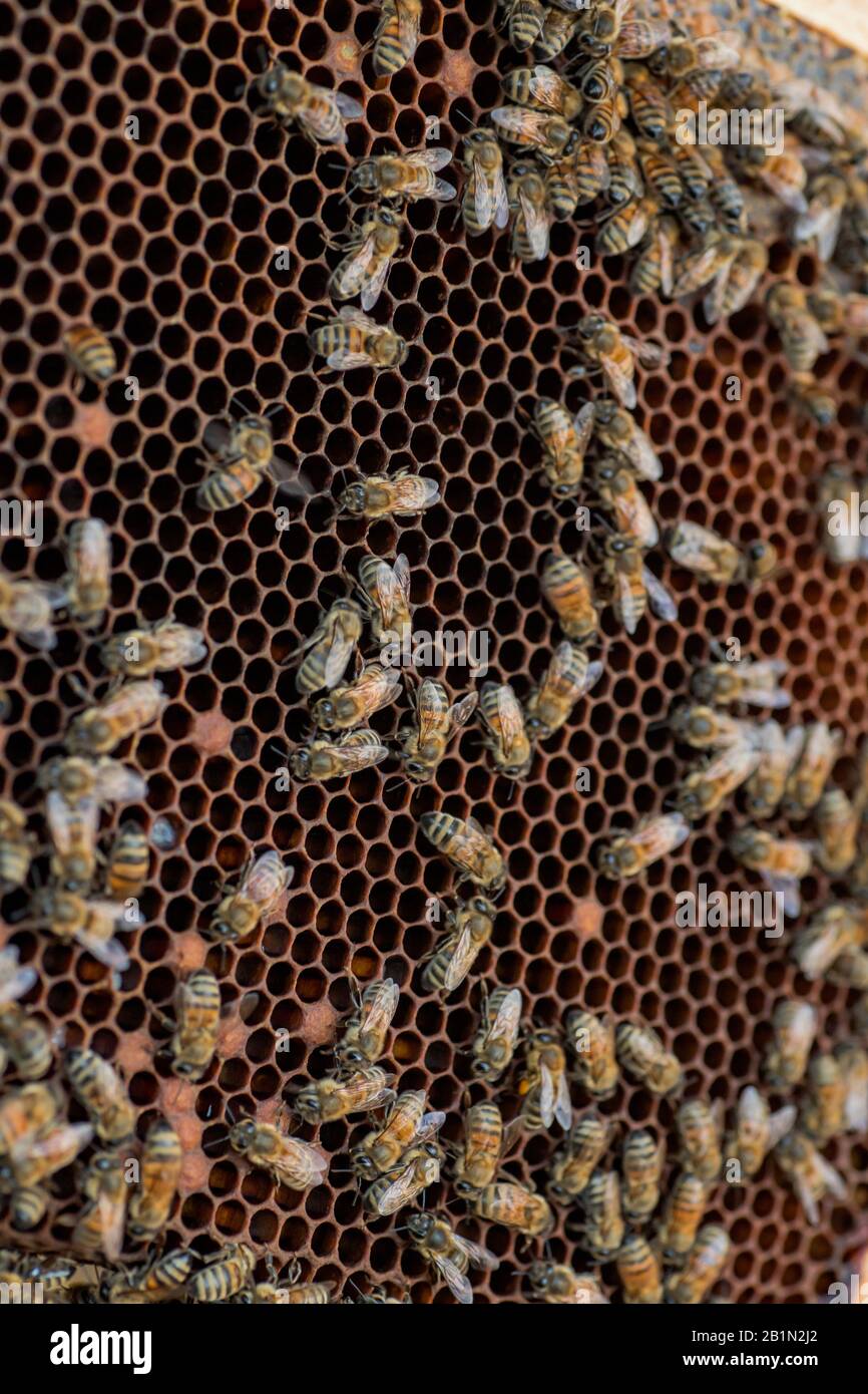 Bienen auf dunklem altem Wachs mit versiegelter Brut und offenen Zellen mit Honig. Selektiver Fokus. Weicher Fokus Stockfoto