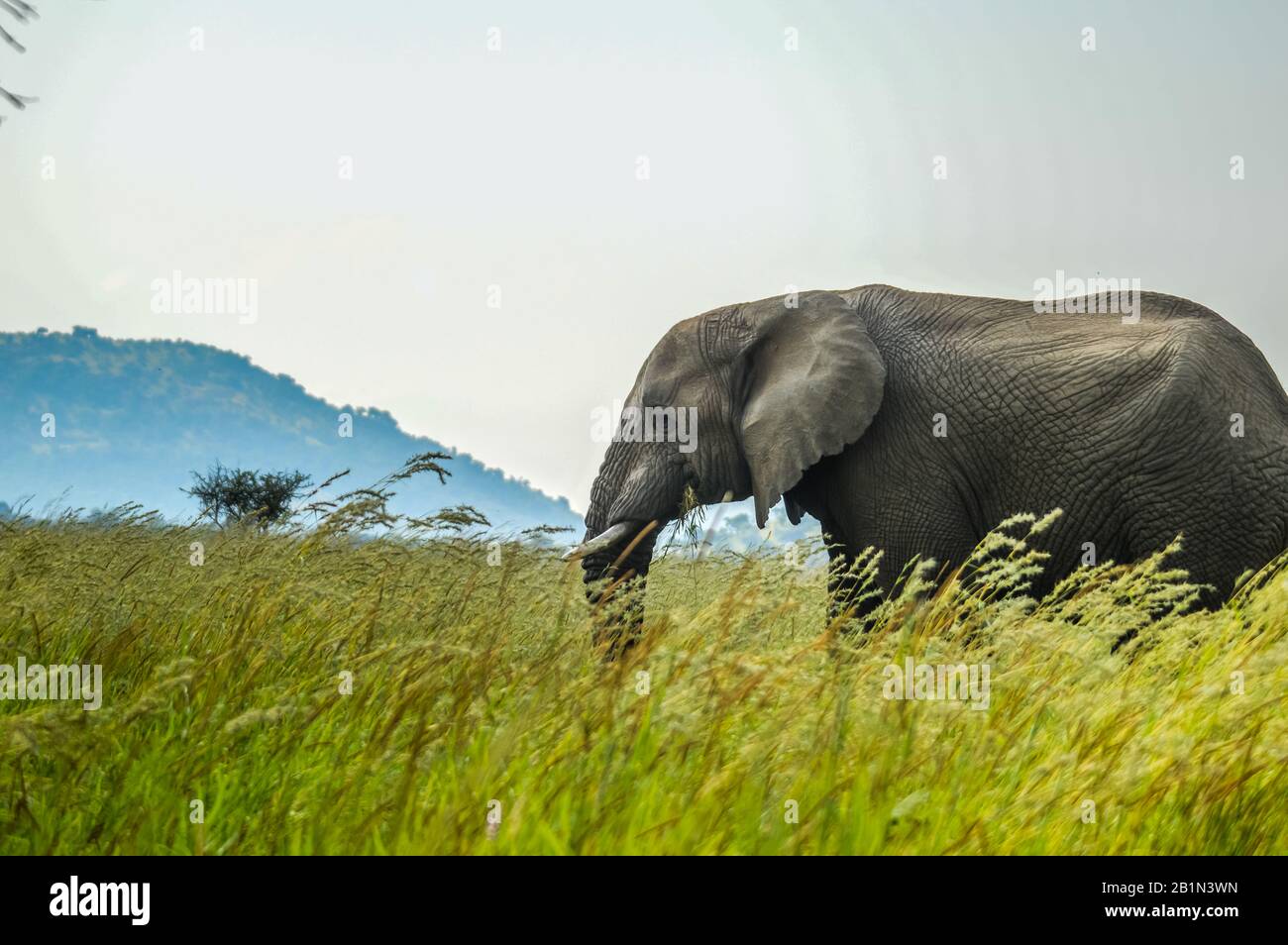 Eine isolierte junge musth Elefant Beweidung im hohen Gras in einem Naturschutzgebiet in Afrika Stockfoto