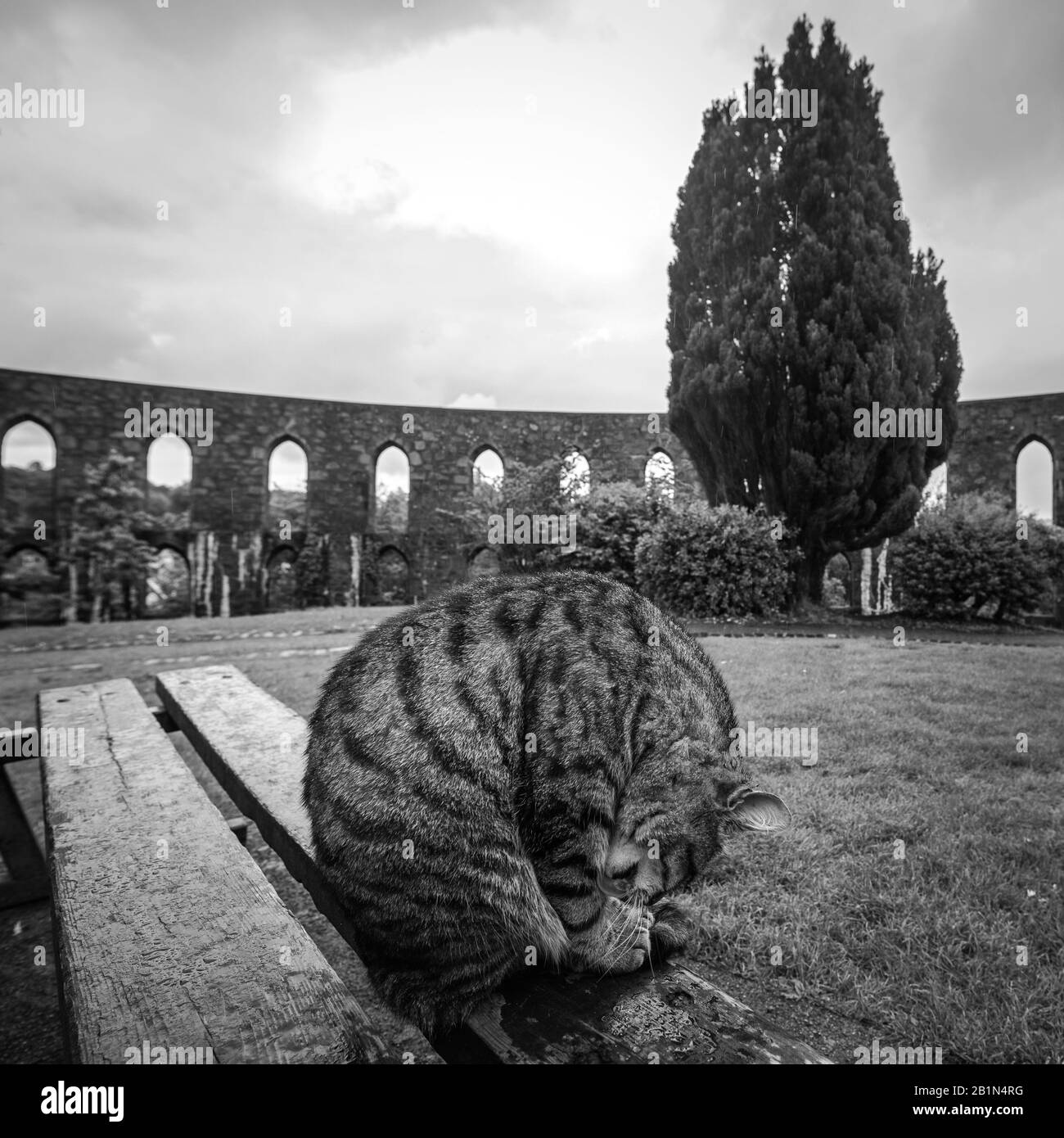 Straßenkatze im schottischen Park an regnerischen Tagen Stockfoto