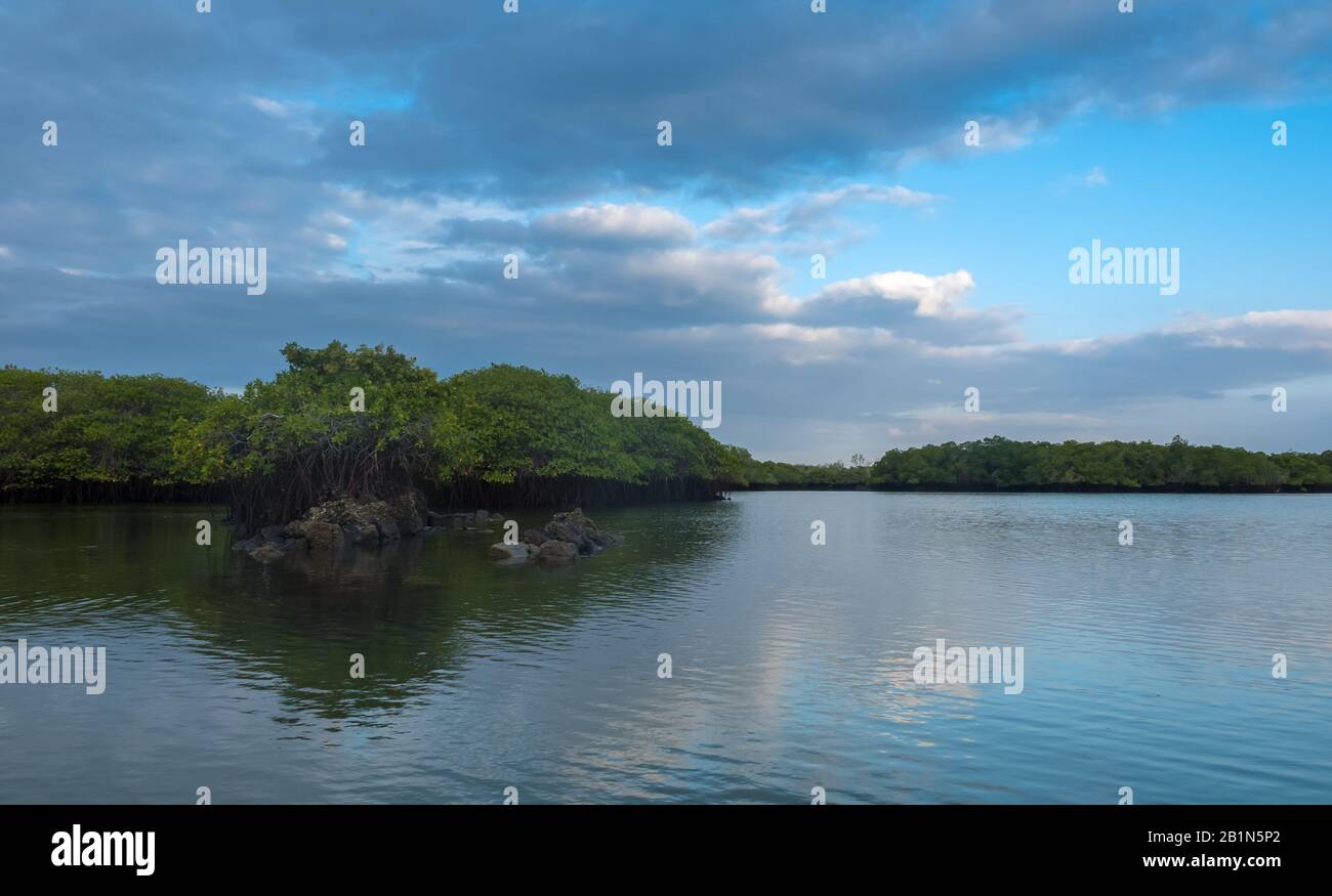 Caleta Tortuga Negra (Black Turtle Cove), Santa Cruz Island, Galapagos Islands, Ecuador Stockfoto