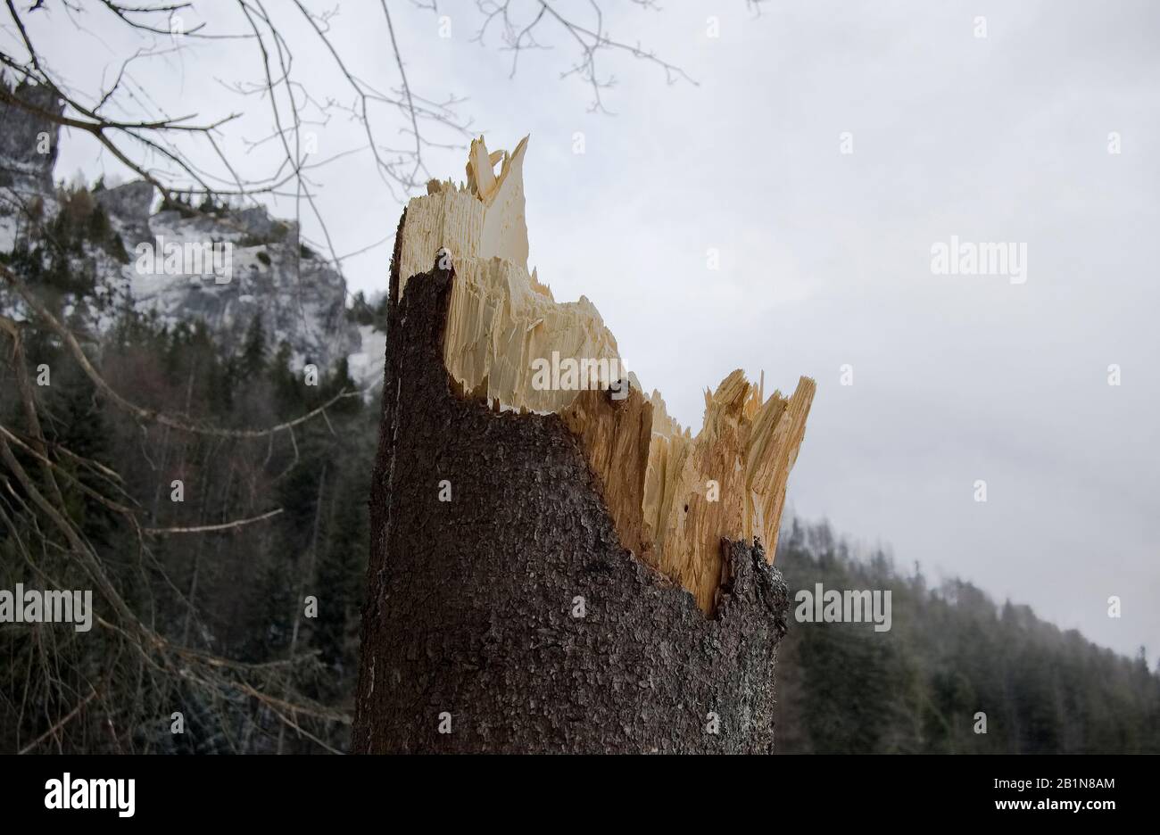 Zerbrochener Baum vor dem Hintergrund felsiger Berge Stockfoto