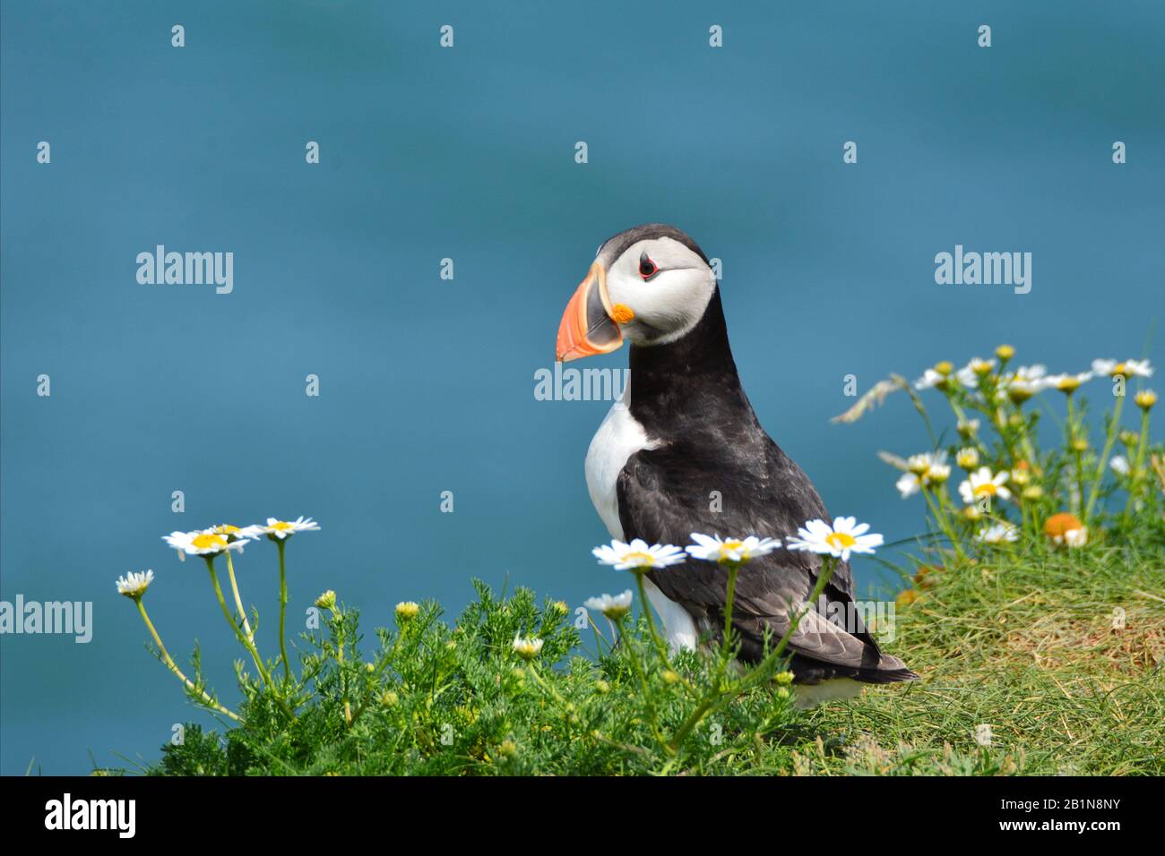 Puffins in Gänseblümchen Stockfoto