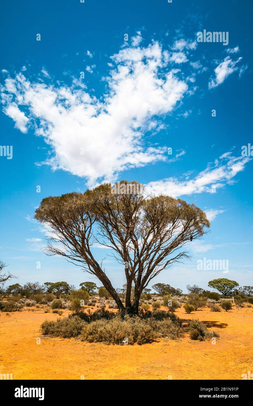 Baum im Outback, Australien Stockfoto