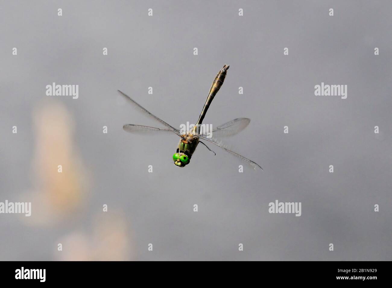 Smaragdgrün (Cordulia aenea), im Flug, Niederlande, Overijssel Stockfoto