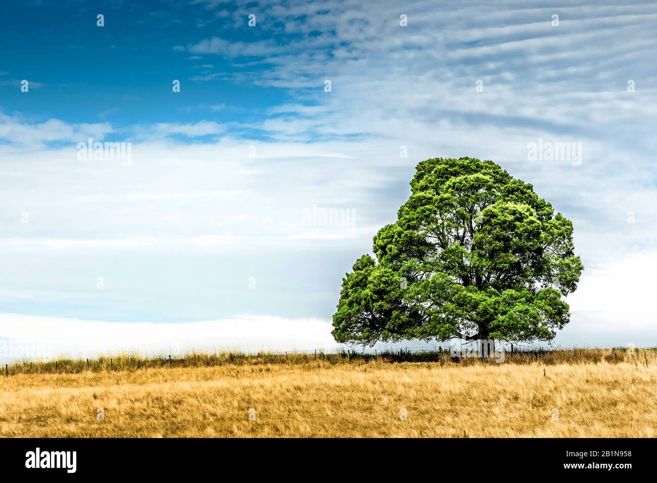 Baum im Outback, Australien Stockfoto